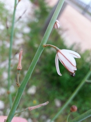 Asphodelus fistulosus