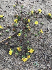 Lessingia germanorum