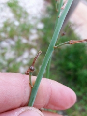 Asphodelus fistulosus