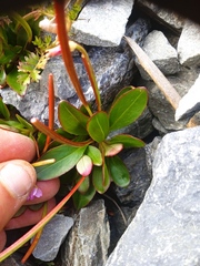 Epilobium crassum