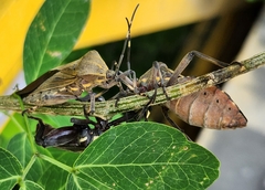Pachylis laticornis