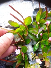 Epilobium crassum