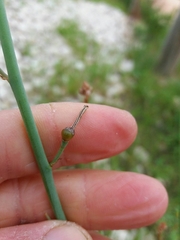 Asphodelus fistulosus