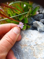 Epilobium crassum