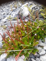 Epilobium crassum