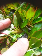 Epilobium crassum