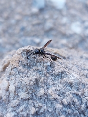 Zethus miscogaster