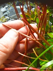 Epilobium crassum