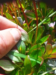 Epilobium crassum