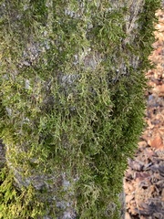 Forsstroemia trichomitria