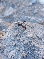 Zethus miscogaster
