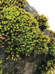 Orthotrichum anomalum