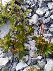 Epilobium crassum