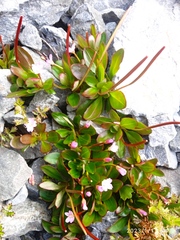 Epilobium crassum