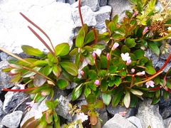 Epilobium crassum