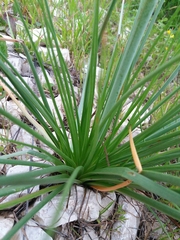 Asphodelus fistulosus