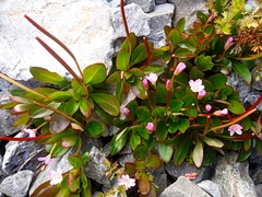Epilobium crassum