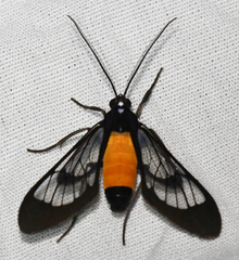 Cosmosoma stibosticta