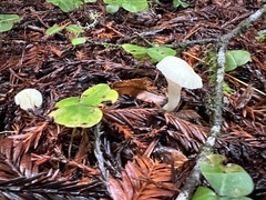 Marasmius calhouniae