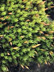 Orthotrichum anomalum