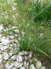 Asphodelus fistulosus