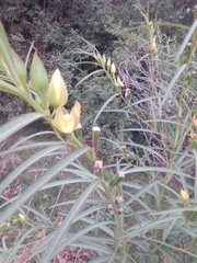 Ludwigia longifolia