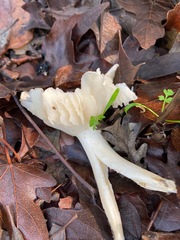 Marasmius calhouniae