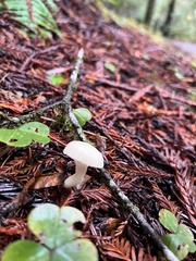 Marasmius calhouniae