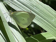 Leptophobia