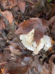 Marasmius calhouniae