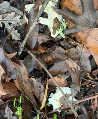 Marasmius calhouniae
