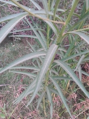 Ludwigia longifolia