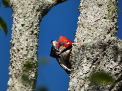 Campephilus melanoleucos