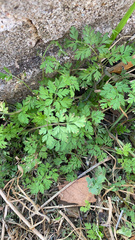 Corydalis