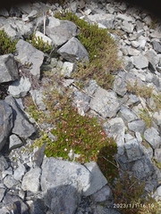 Epilobium crassum