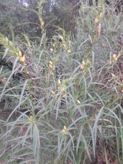 Ludwigia longifolia