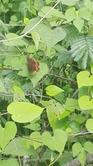 Biblis