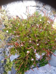 Epilobium crassum