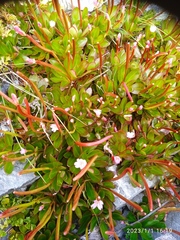 Epilobium crassum