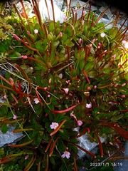 Epilobium crassum