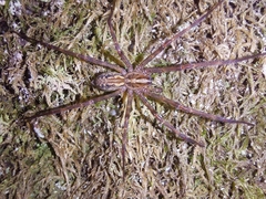 Agelenidae