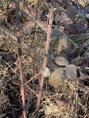 Rubus occidentalis