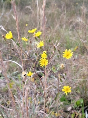 Hieracium megacephalon