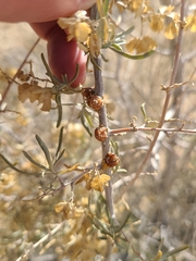 Ceroplastes irregularis