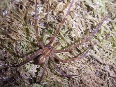 Agelenidae
