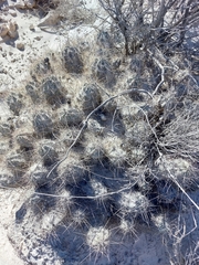 Echinocereus enneacanthus enneacanthus