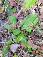 Hieracium megacephalon