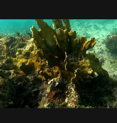 Millepora complanata