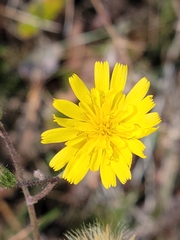 Hieracium megacephalon