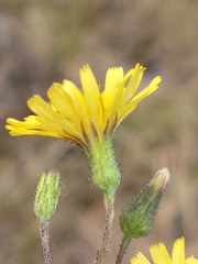 Hieracium megacephalon